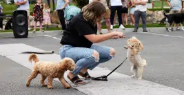 Employees enjoying the annual dog parade